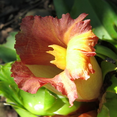 Costus guanaiensis tarmicus