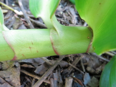 Costus guanaiensis tarmicus