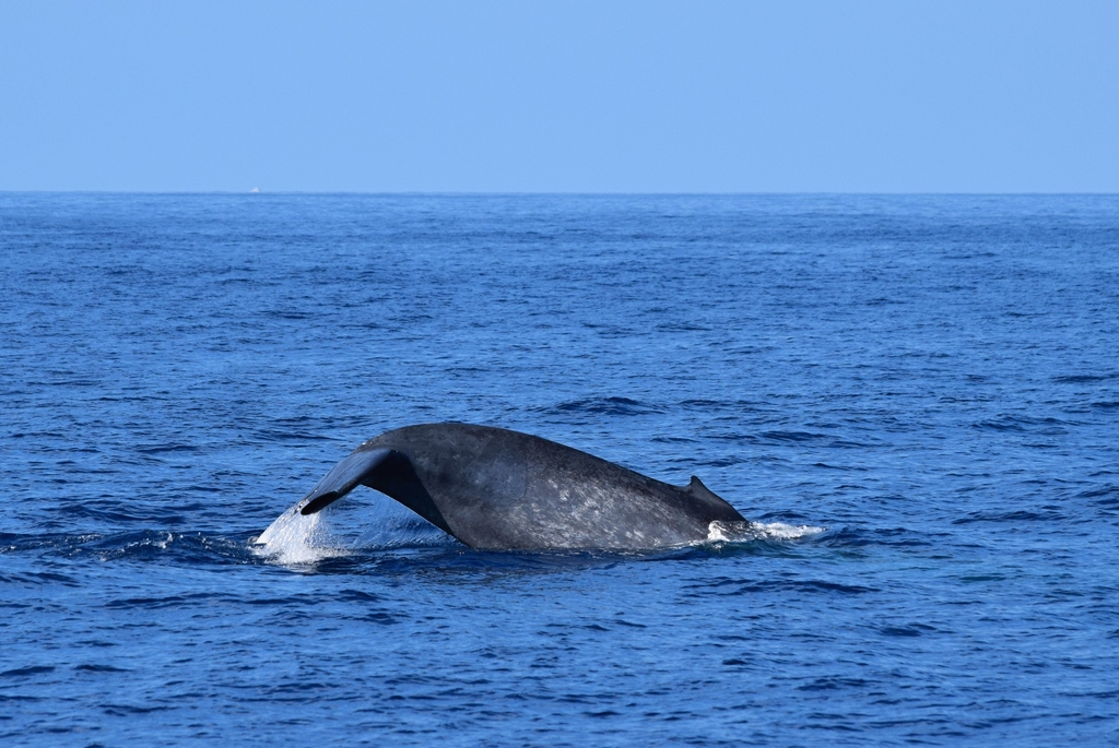 Balaenoptera musculus indica