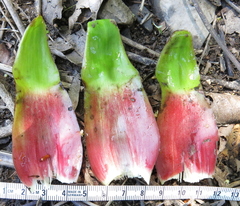 Costus guanaiensis tarmicus