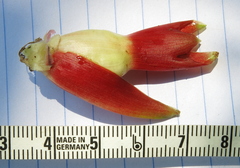 Costus guanaiensis tarmicus