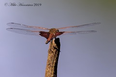 Tramea carolina