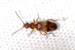 Notoxus photus