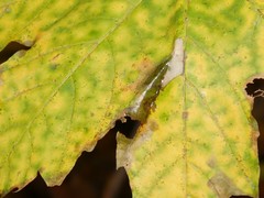 Phyllonorycter joannisi