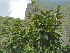 Securinega durissima