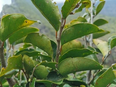 Securinega durissima