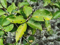 Securinega durissima