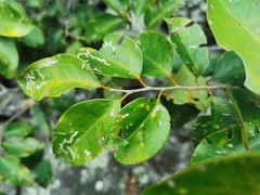 Securinega durissima