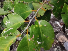 Securinega durissima