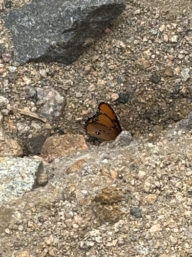 Plain Tiger Butterfly