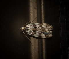 Barea eucapnodes
