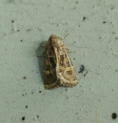 Leucochlaena jordana