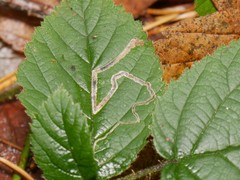 Stigmella splendidissimella