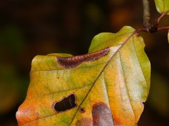 Phyllonorycter maestingella