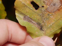 Phyllonorycter maestingella