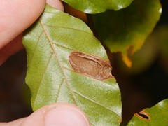 Parornix fagivora