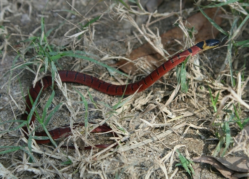 Photo of a Redback Coffee Snake (Ninia sebae)