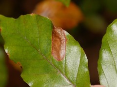 Parornix fagivora