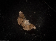 Esthlodora versicolor