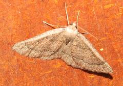 Drepanogynis miltophyris