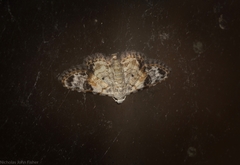 Araeopteron epiphracta