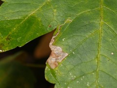 Stigmella speciosa
