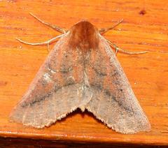 Drepanogynis cnephaeogramma