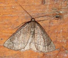 Drepanogynis miltophyris