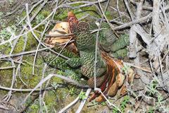 Gasteria disticha disticha