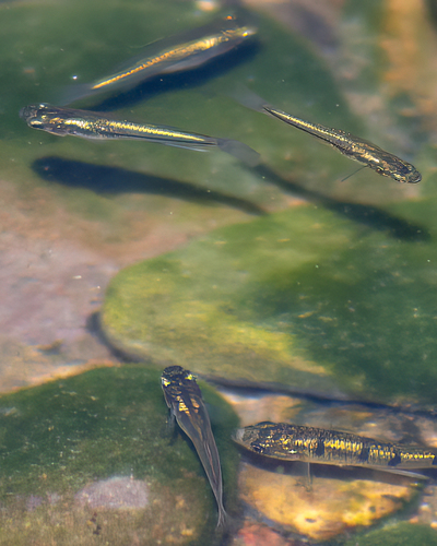 Blackstripe livebearer (Poeciliopsis prolifica) — Poeciliidae — 4