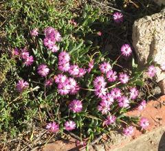 Acrodon purpureostylus