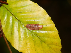 Parornix fagivora