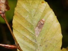 Parornix fagivora