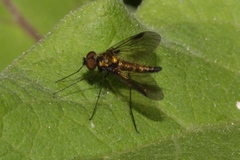 Chrysopilus tomentosus