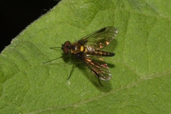 Chrysopilus tomentosus
