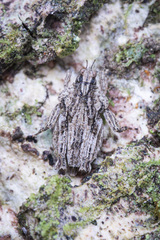 Eurymorphopus bolivariensis