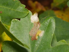 Tischeria ekebladella