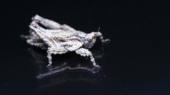 Eurymorphopus bolivariensis