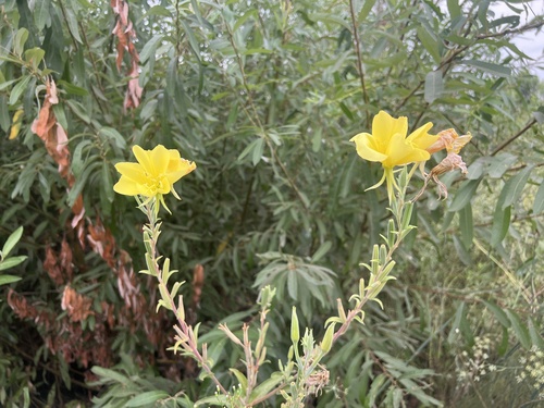 Oenothera elata