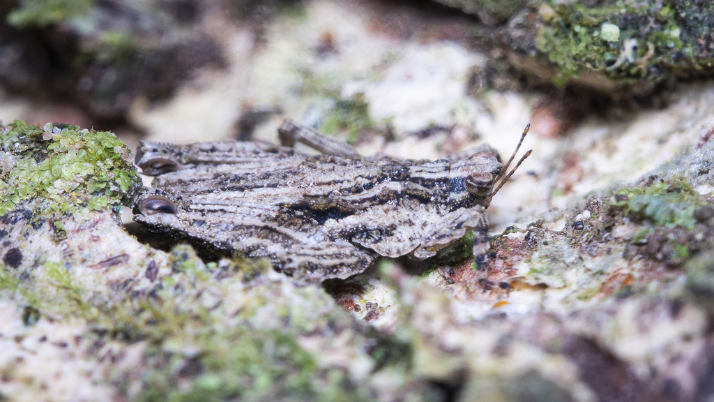 Pygmy Grasshopper Superfamily