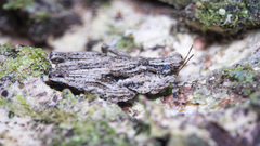 Eurymorphopus bolivariensis