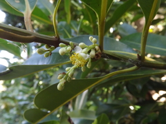 Calophyllum sil