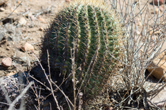 Ferocactus viridescens