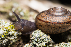 Helminthoglypta contracostae