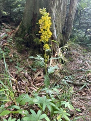 Verga d'oro comune (Solidago virgaurea): origine e usi — foto 2