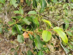 Agarista salicifolia
