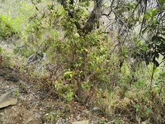 Agarista salicifolia