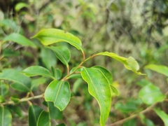 Agarista salicifolia