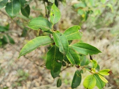 Agarista salicifolia