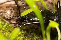 Scaphinotus interruptus